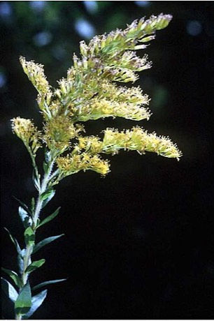Pine Barren Goldenrod (Solidago fistulosa)