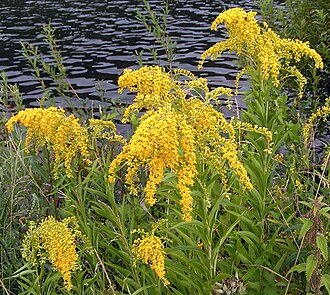 Giant Goldenrod (Solidago gigantea)