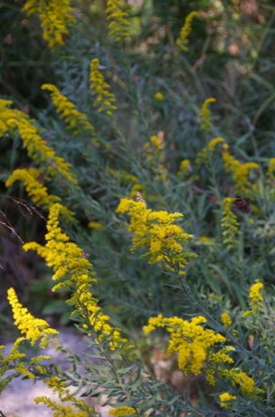 Julia's Goldenrod (Solidago juliae)