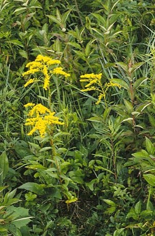 Early Goldenrod (Solidago juncea)