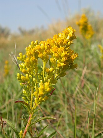 Missouri Goldenrod (Solidago missouriensis)