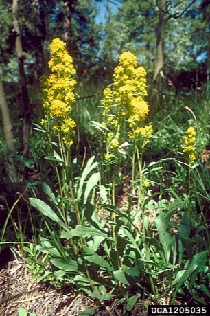 Rocky Mountain Goldenrod (Solidago multiradiata)