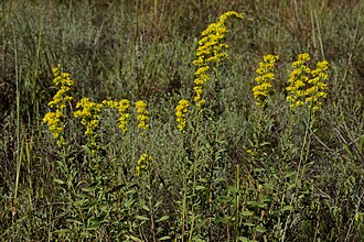 Gray Goldenrod (Solidago nemoralis)