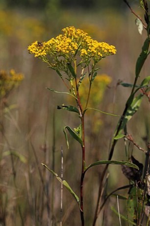 Ohio Goldenrod (Solidago ohioensis)
