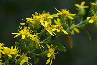 Downy Goldenrod (Solidago petiolaris)