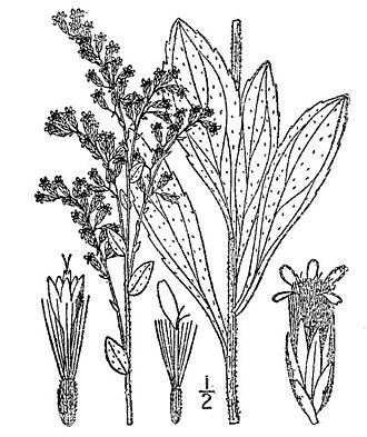 Rough Goldenrod (Solidago radula)