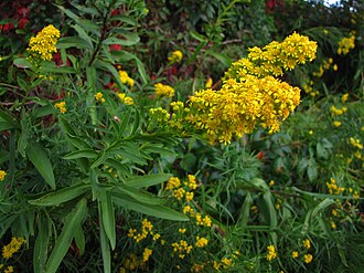 Seaside Goldenrod (Solidago sempervirens)