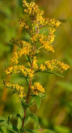 Showy Goldenrod (Solidago speciosa)