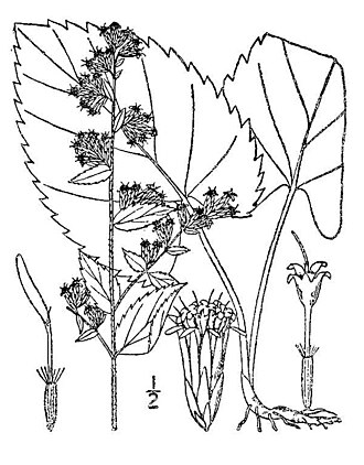 Autumn Goldenrod (Solidago sphacelata)
