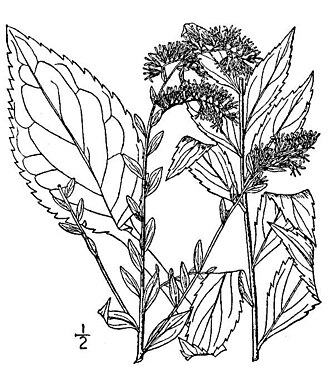 Elm-leaved Goldenrod (Solidago ulmifolia)