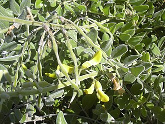 Necklace Pod (Sophora tomentosa)