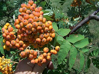 American Mountain Ash (Sorbus americana)