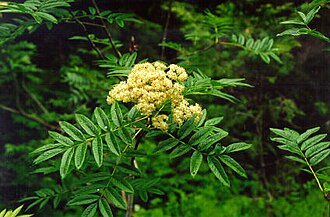 Greene's Mountain Ash (Sorbus scopulina)