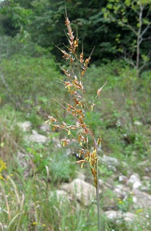 Indiangrass (Sorghastrum nutans)