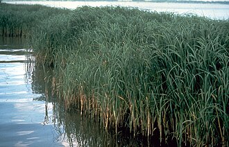 Smooth Cordgrass (Spartina alterniflora)