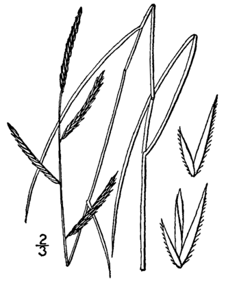 Saltmeadow Cordgrass (Spartina patens)