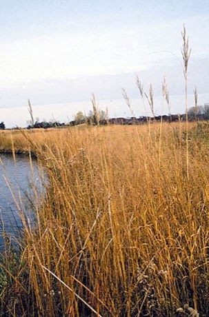 Prairie Cordgrass (Spartina pectinata)