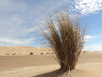 Gulf Cordgrass (Spartina spartinae)