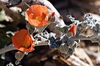 Desert Globemallow (Sphaeralcea ambigua)