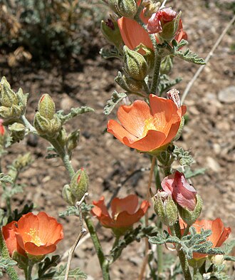 Gooseberryleaf Globemallow (Sphaeralcea grossulariifolia)