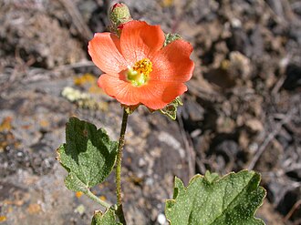 Munro's Globemallow (Sphaeralcea munroana)