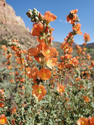 Smallflower Globemallow (Sphaeralcea parvifolia)