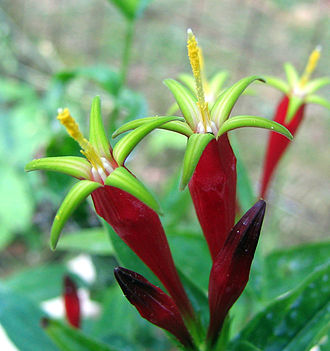 Indian Pink (Spigelia marilandica)