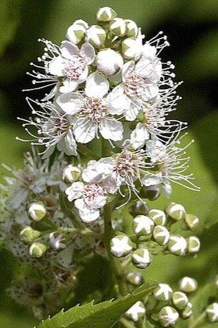 Meadowsweet (Spiraea alba)