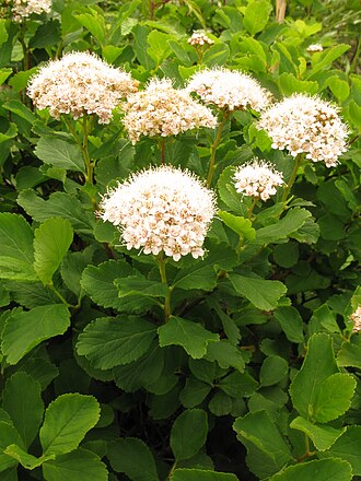 Birchleaf Spirea (Spiraea betulifolia)
