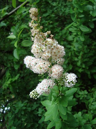 Broadleaf Meadowsweet (Spiraea latifolia)