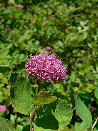 Rosy Spirea (Spiraea splendens)
