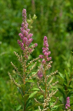 Steeplebush (Spiraea tomentosa)