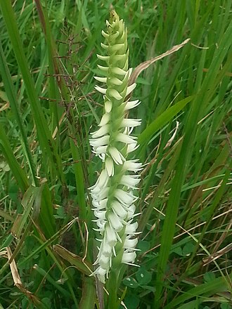Fragrant Ladies'-tresses (Spiranthes odorata)