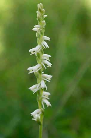 Spring Ladies'-tresses (Spiranthes vernalis)