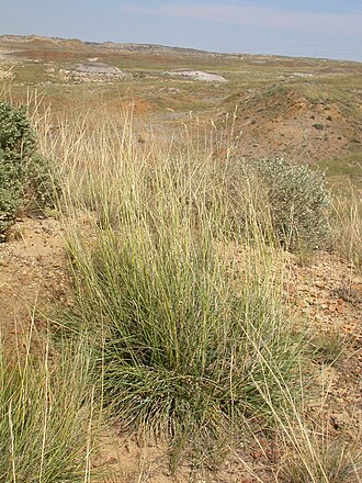 Alkali Sacaton (Sporobolus airoides)