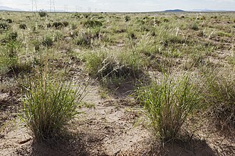 Mesa Dropseed (Sporobolus flexuosus)