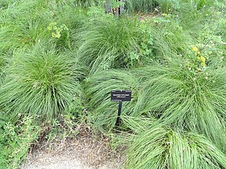 Prairie Dropseed (Sporobolus heterolepis)