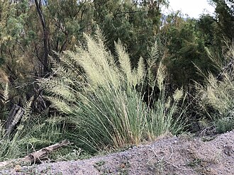 Big Sacaton (Sporobolus wrightii)