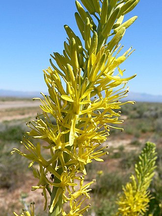 Desert Prince's Plume (Stanleya pinnata)