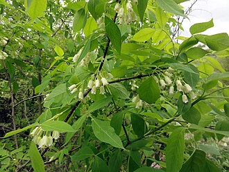 American Bladdernut (Staphylea trifolia)