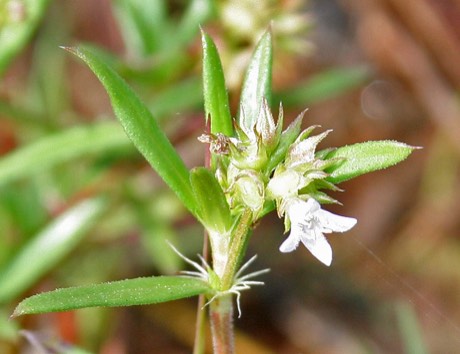 Diamondflowers (Stenaria nigricans)