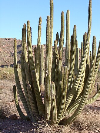 Organ Pipe Cactus (Stenocereus thurberi)