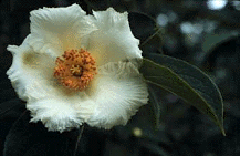 Mountain Camellia (Stewartia ovata)