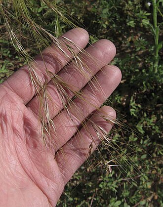 Purple Needlegrass (Stipa pulchra)