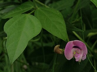 Trailing Wild Bean (Strophostyles helvola)