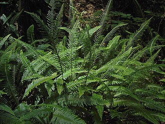 Deer Fern (Struthiopteris spicant)