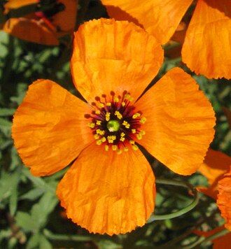 Wind Poppy (Stylomecon heterophylla)