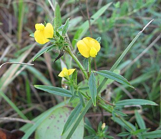 Sidebeak Pencilflower (Stylosanthes biflora)