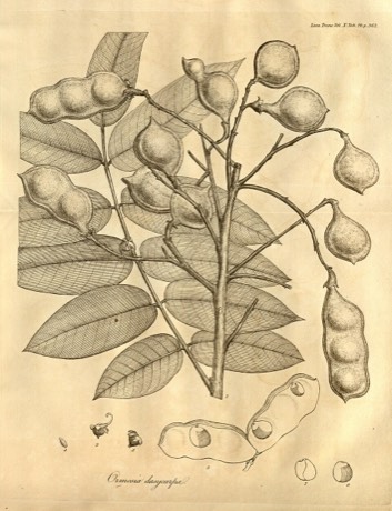 Eve's Necklace (Styphnolobium affine)