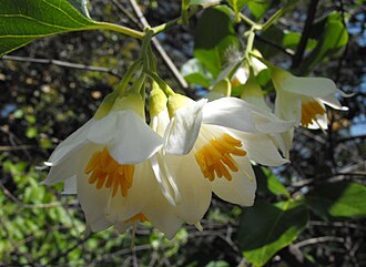 California Snowbell (Styrax redivivus)